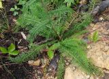 Achillea millefolium. Прикорневые листья. Якутия (Саха), Ленский р-н, окр. НПС-11 нефтепровода ВСТО. 19.08.2012.