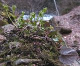 Pachyphragma macrophyllum. Зацветающие растения. Адыгея, Майкопский р-н, окр. пос. Хамышки, склон горы Чёрный Шахан, дубово-буково-пихтовый лес, выс. ≈ 700 м н.у.м., на валуне. 07.03.2016.