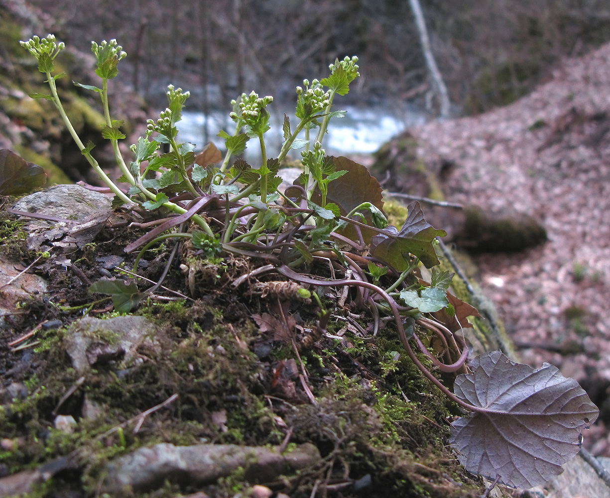 Изображение особи Pachyphragma macrophyllum.