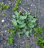 Rumex spinosus. Цветущее растение на пустыре в сообществе с Patellifolia procumbens. Испания, автономное сообщество Канарские острова, остров Фуэртэвентура, провинция Лас Пальмас, муниципалитет Ла Олива, пос. Эль Котильо. 12.03.2016.