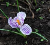 Crocus vernus