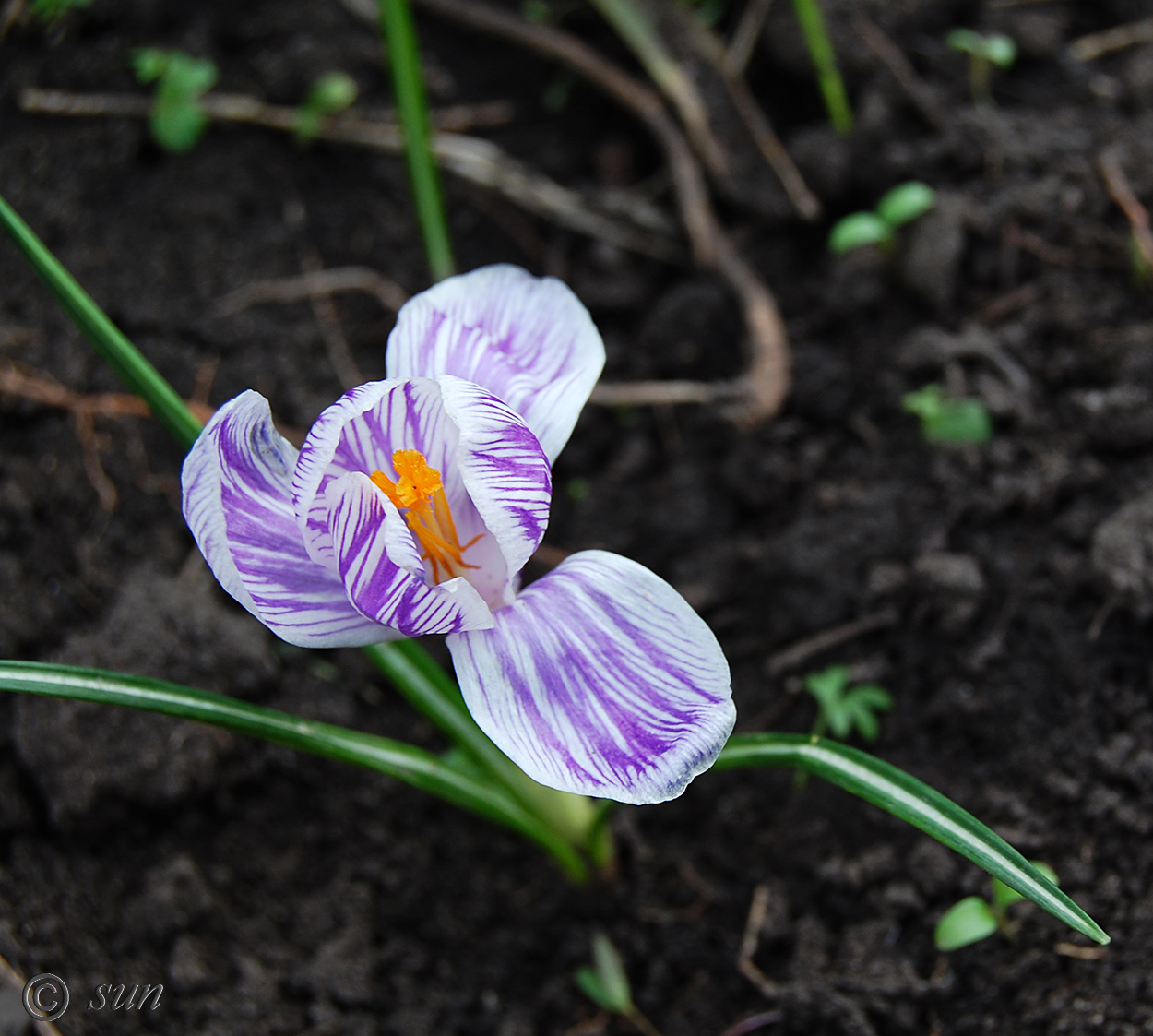 Image of Crocus vernus specimen.