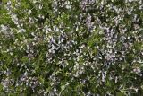 Vicia cretica ssp. aegaea