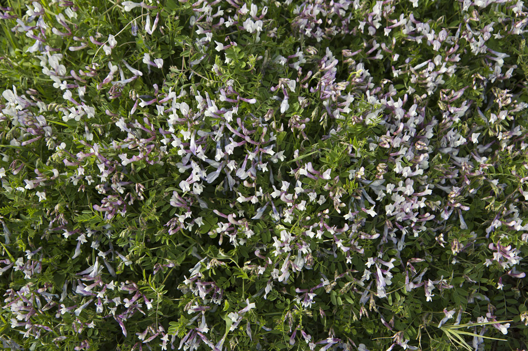 Image of Vicia cretica ssp. aegaea specimen.