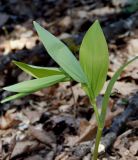 Polygonatum glaberrimum