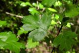 Crataegus microphylla