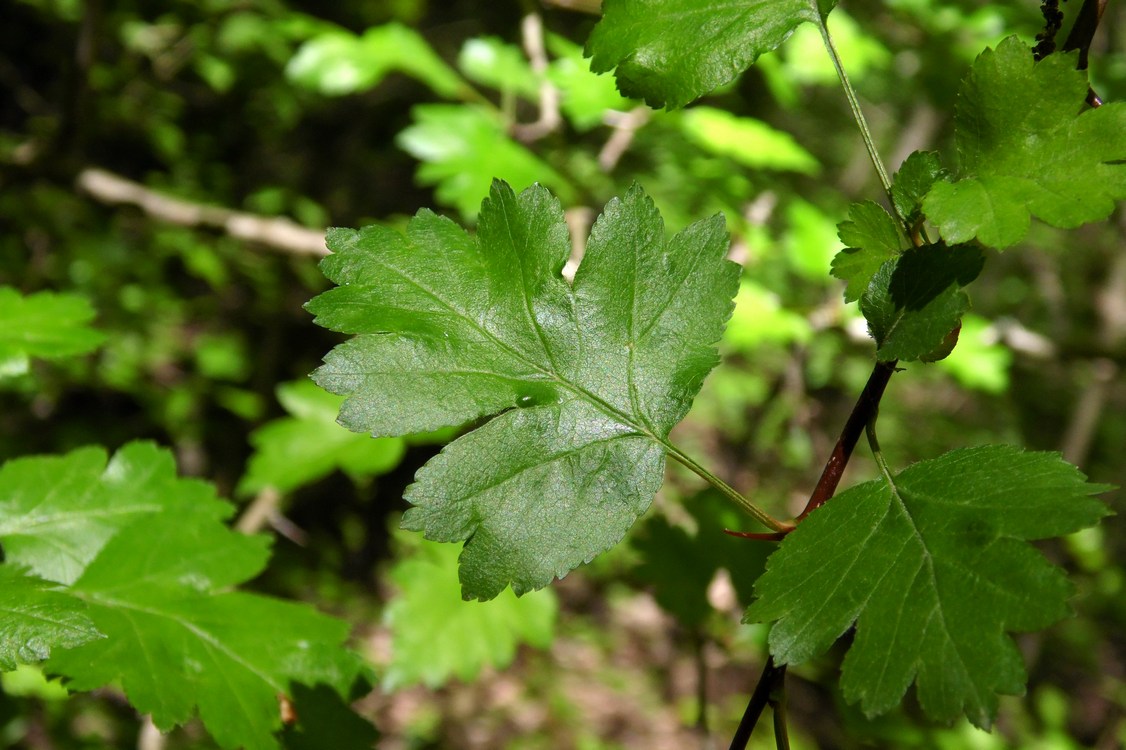 Изображение особи Crataegus microphylla.