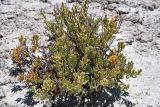 Salsola pachyphylla. Вегетирующее растение. Кыргызстан, Нарынская обл., Ак-Талинский р-н, долина р. Бурулю, горная степь, высота ≈ 2500 м. Конец августа 2012 г.