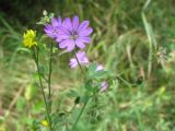 Geranium pyrenaicum