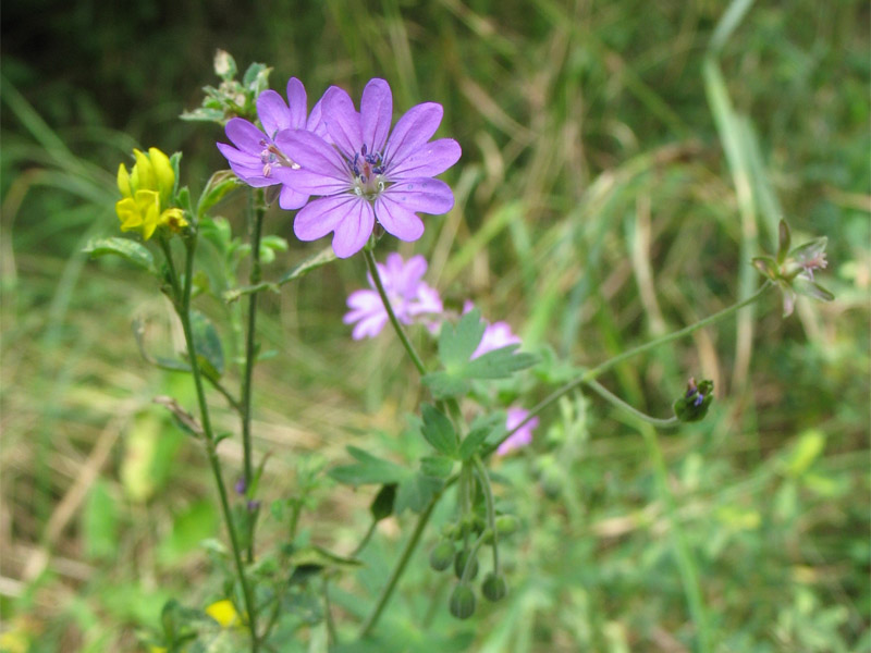 Изображение особи Geranium pyrenaicum.