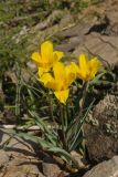 Tulipa brachystemon