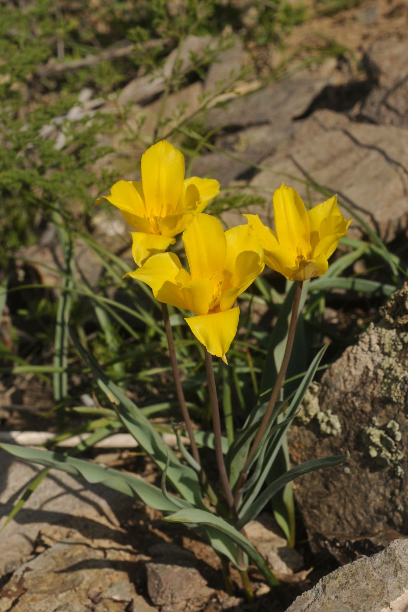 Image of Tulipa brachystemon specimen.