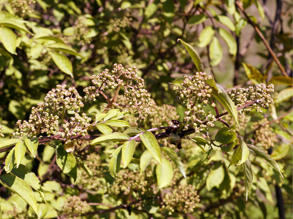 Изображение особи Sambucus racemosa.