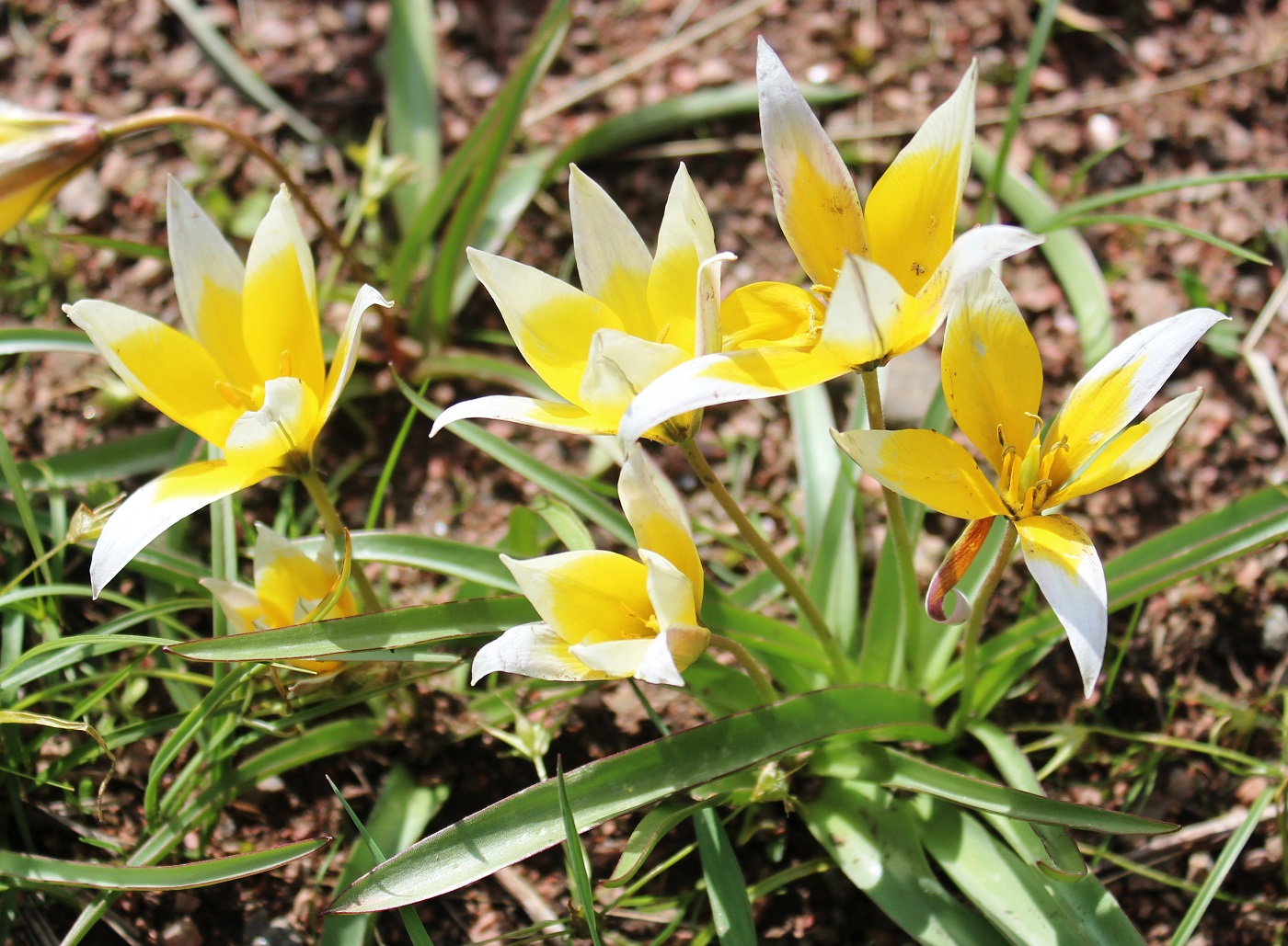 Image of Tulipa tarda specimen.