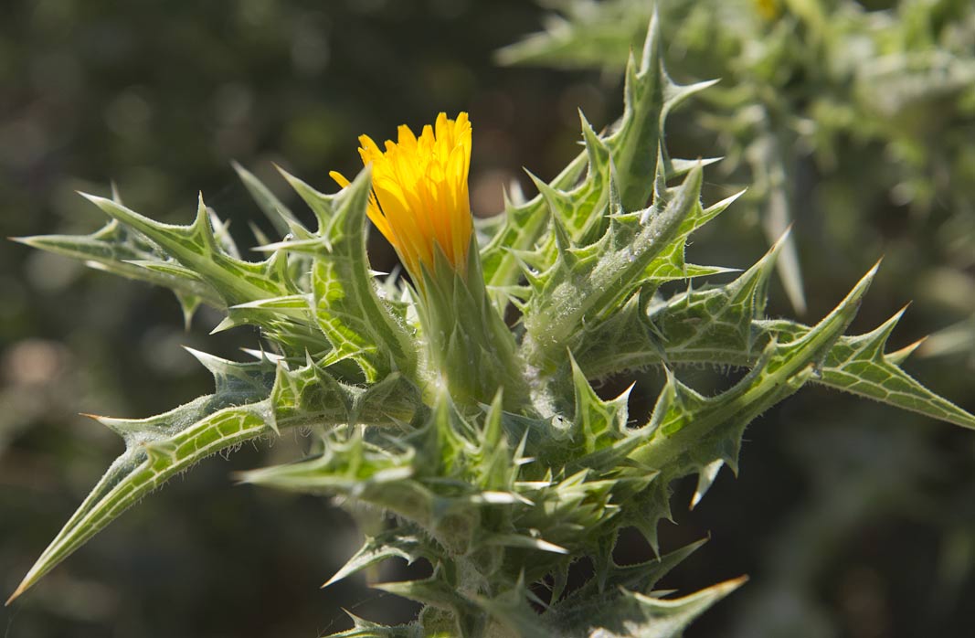 Изображение особи Scolymus hispanicus.