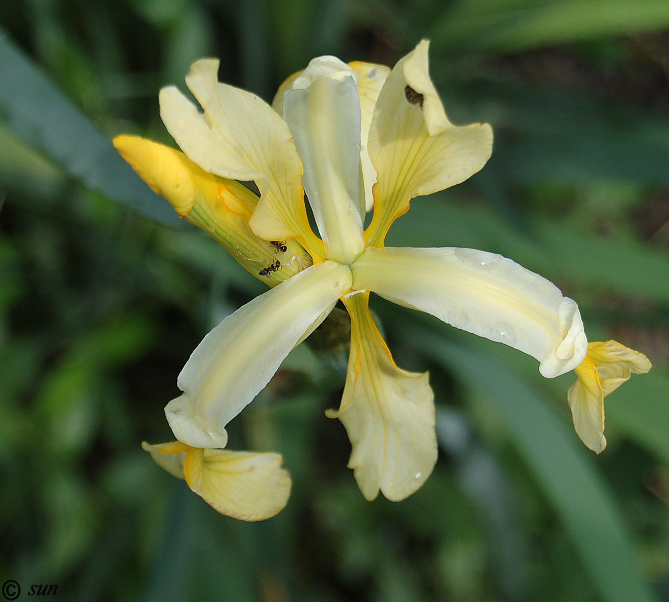 Image of Iris halophila specimen.