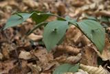 Ruscus hypoglossum