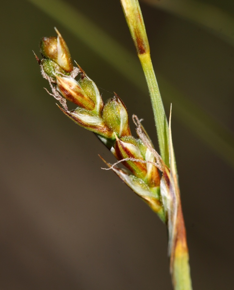 Изображение особи Carex charkeviczii.