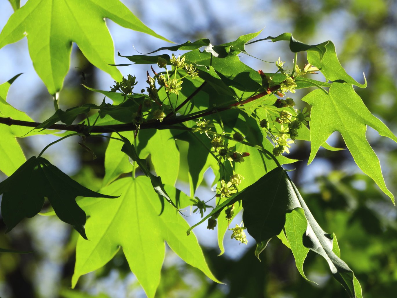 Image of Acer mono specimen.