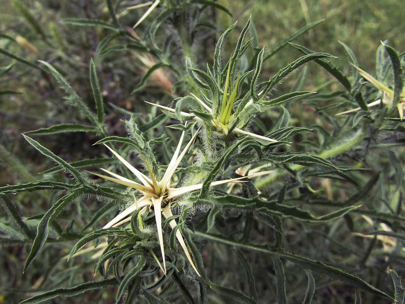 Изображение особи Centaurea calcitrapa.