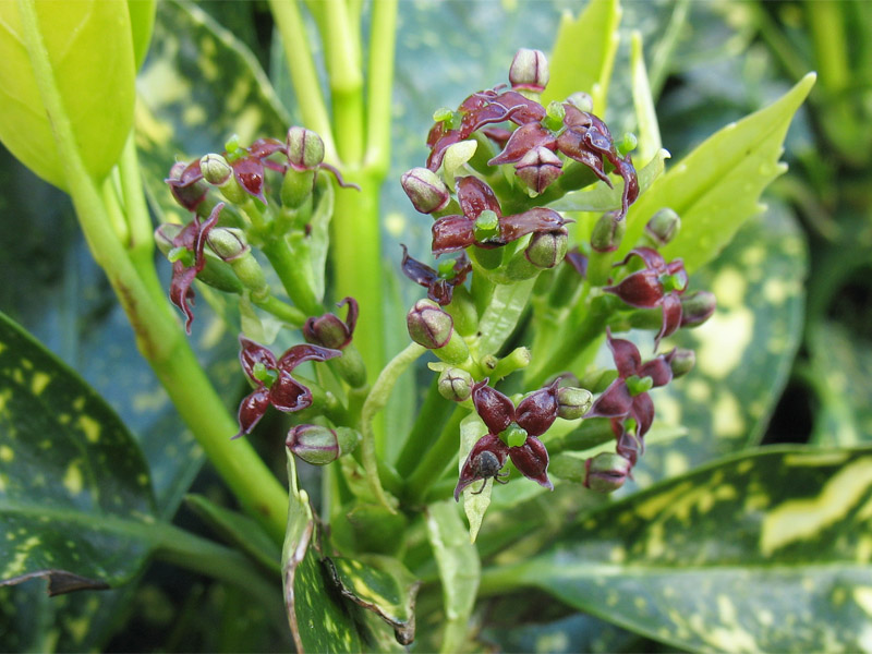 Image of Aucuba japonica specimen.