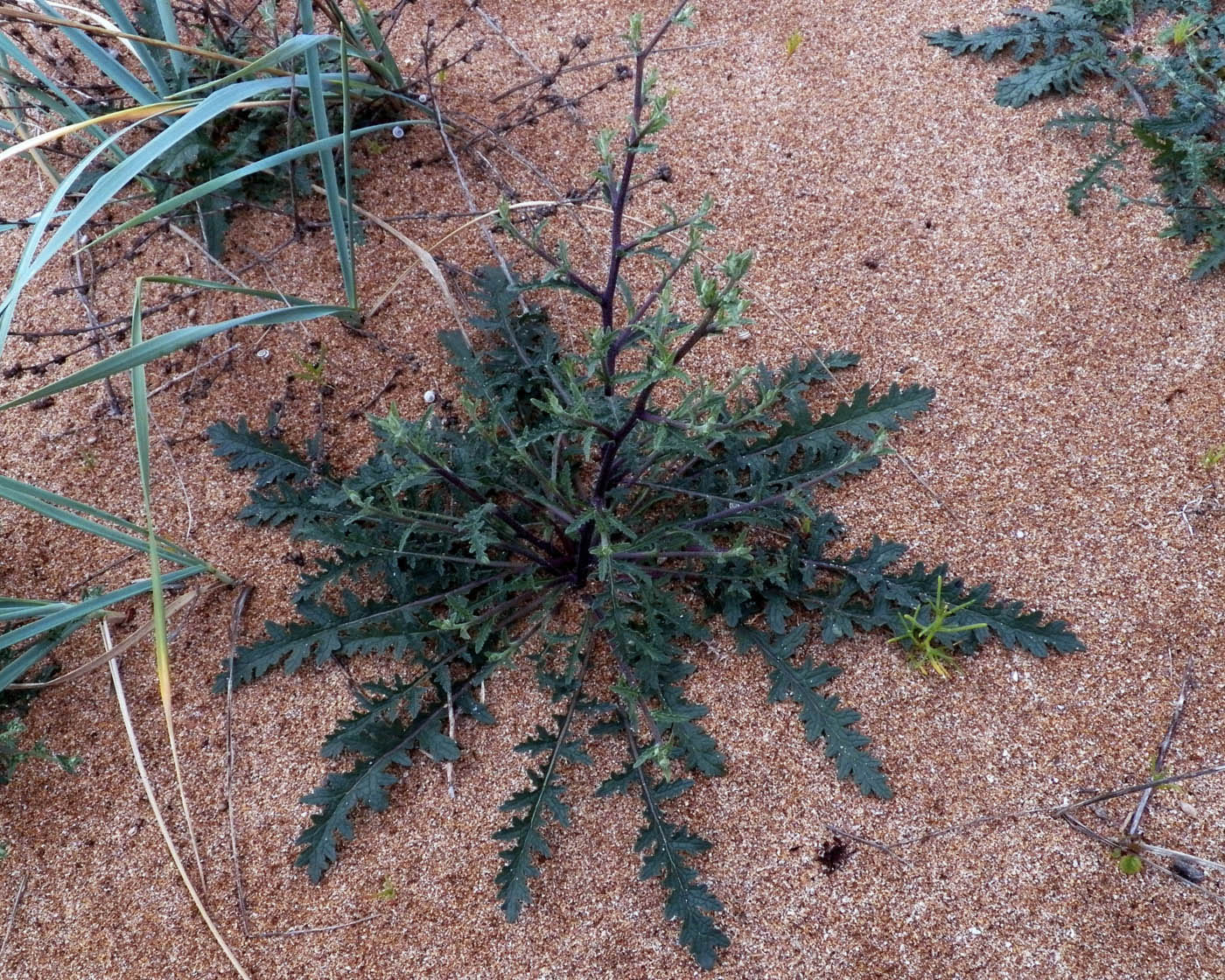 Изображение особи Verbascum pinnatifidum.