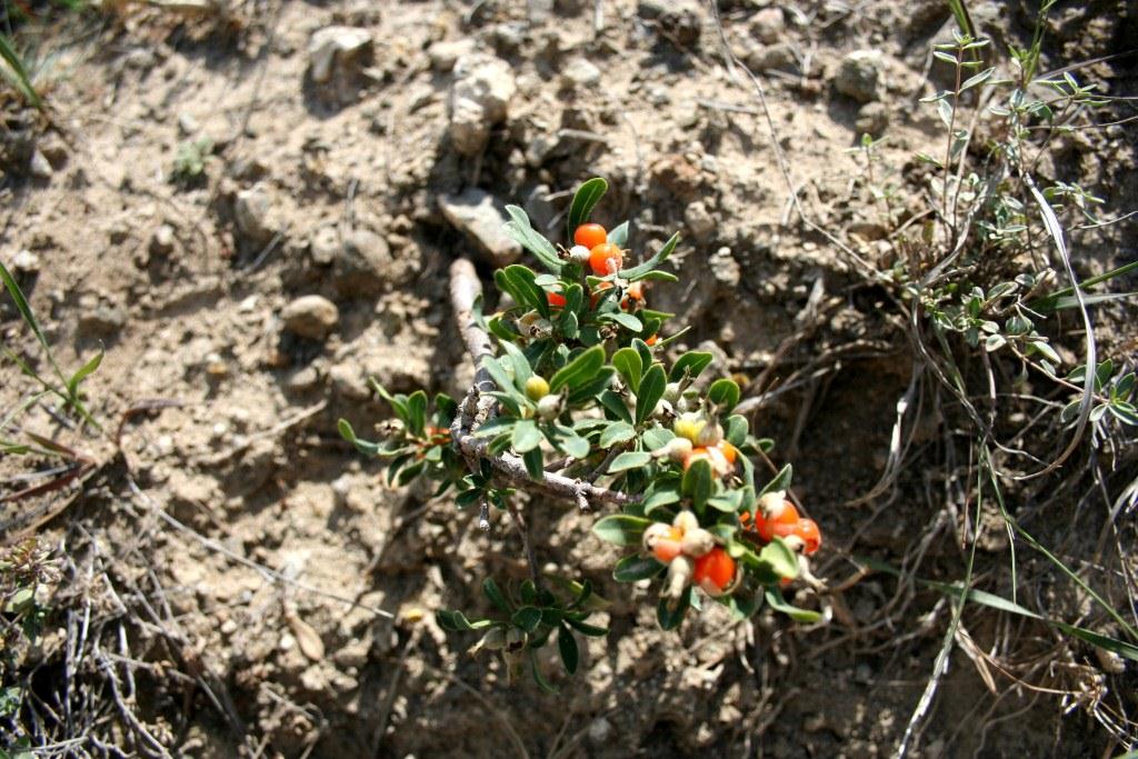 Image of Daphne kurdica specimen.