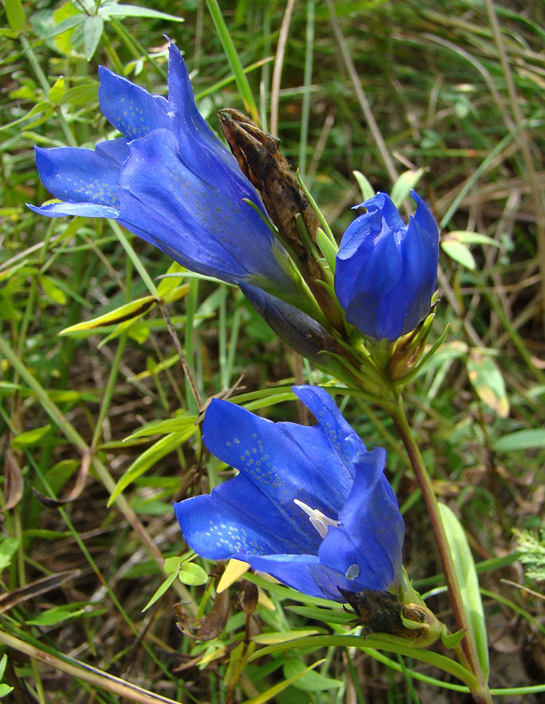 Изображение особи Gentiana pneumonanthe.