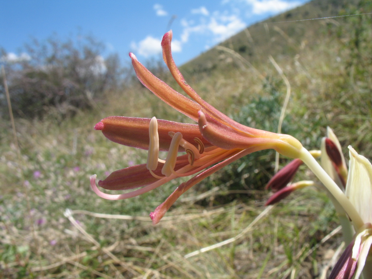 Image of Ungernia sewerzowii specimen.