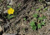 Potentilla crantzii. Цветущее растение. Кабардино-Балкария, Эльбрусский р-н, долина р. Ирик, ок. 2800 м н.у.м. 14.07.2016.