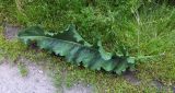 Rumex longifolius. Лист. Мурманск, газон вдоль обочины дороги на Жилстрое. 22.07.2016.