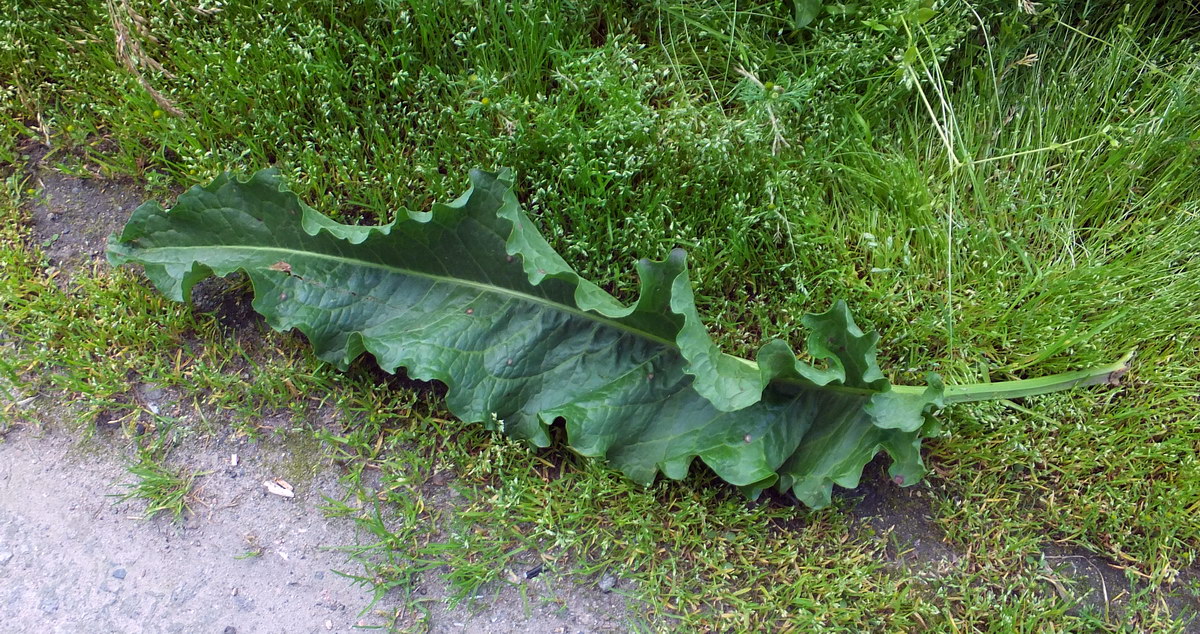 Image of Rumex longifolius specimen.