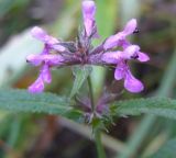 Stachys palustris