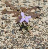 Matthiola fruticulosa var. bolleana