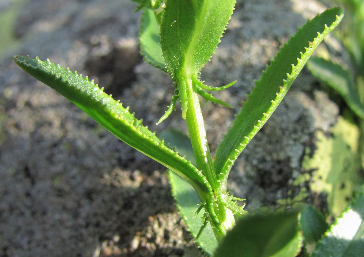 Image of Hypericum orientale specimen.