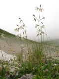 Silene saxatilis. Цветущее растение. Адыгея, Кавказский биосферный заповедник, Фишт-Оштенский массив, высокогорное плато на юго-восточном склоне горы, выс. ≈ 2200 м н.у.м. 13.08.2016.