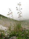 Silene saxatilis