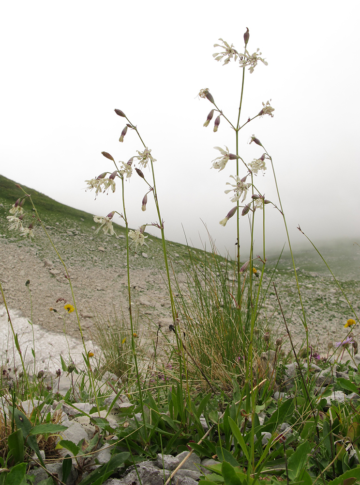 Image of Silene saxatilis specimen.