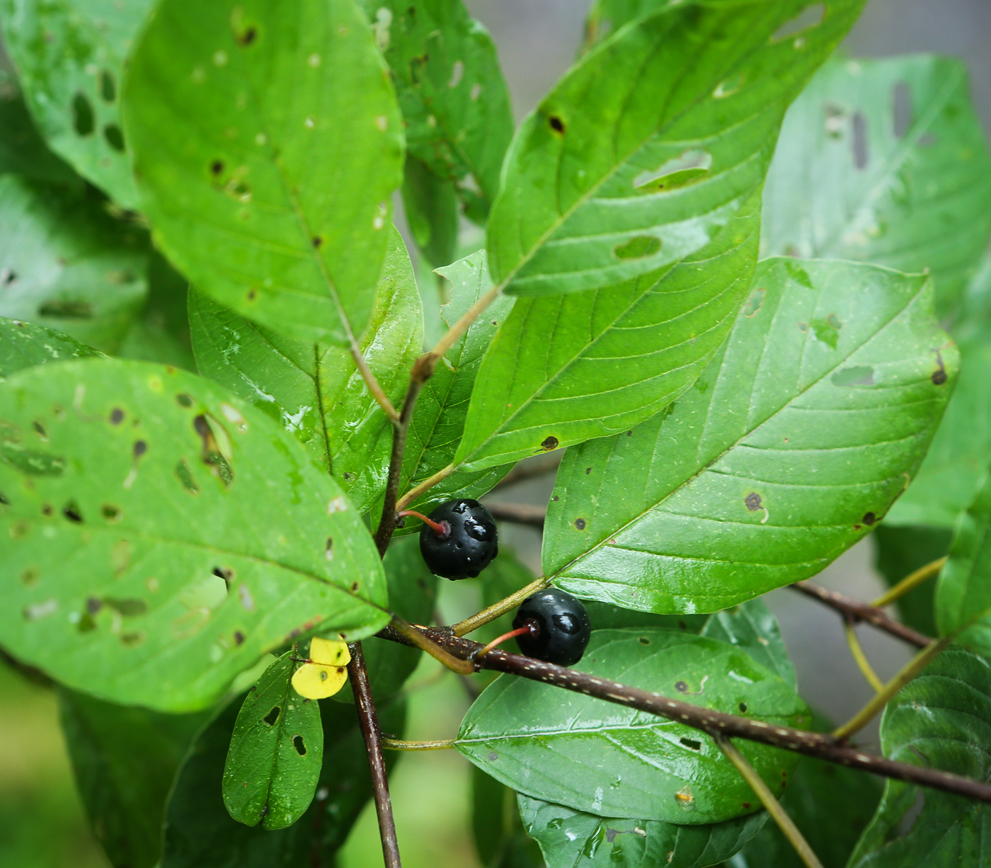 Image of Frangula alnus specimen.