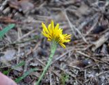 Scorzoneroides autumnalis. Соцветие. Тверская обл., оз. Селигер, о-в Хачин, сосновый бор. 27.08.2016.