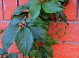 Parthenocissus quinquefolia. Соплодие с незрелыми плодами и листья. Краснодарский край, г. Краснодар, в озеленении. 13.09.2016.