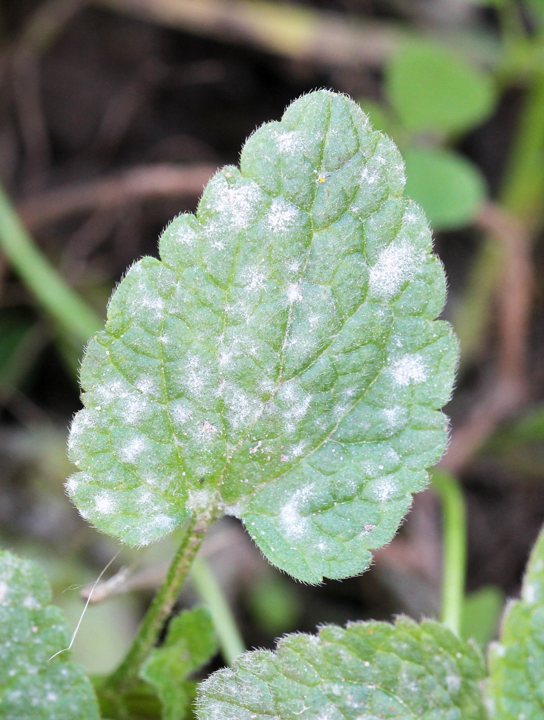 Изображение особи Lamium purpureum.