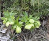 Helleborus cyclophyllus