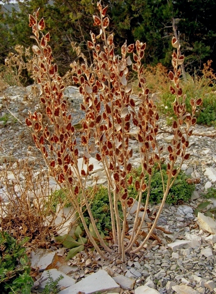 Изображение особи Fibigia eriocarpa.