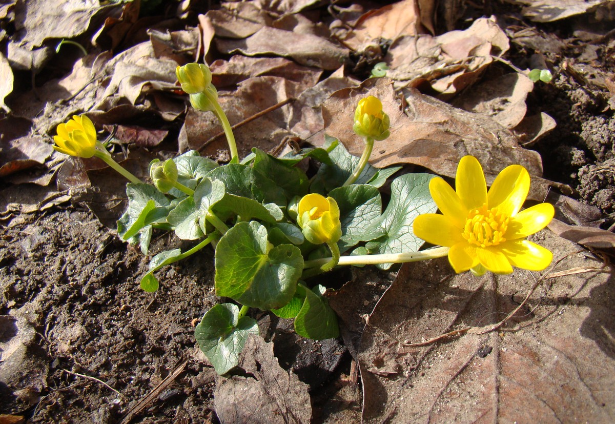 Изображение особи Ficaria calthifolia.