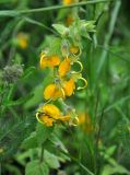 Rhynchocorys orientalis
