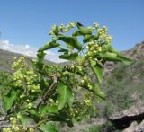Acer semenovii