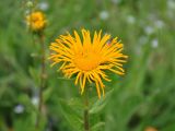 Inula grandiflora. Соцветие с отдыхающей мухой. Северная Осетия, Ирафский р-н, долина р. Танадон, ≈ 2300 м н.у.м., субальпийский луг. 06.07.2016.
