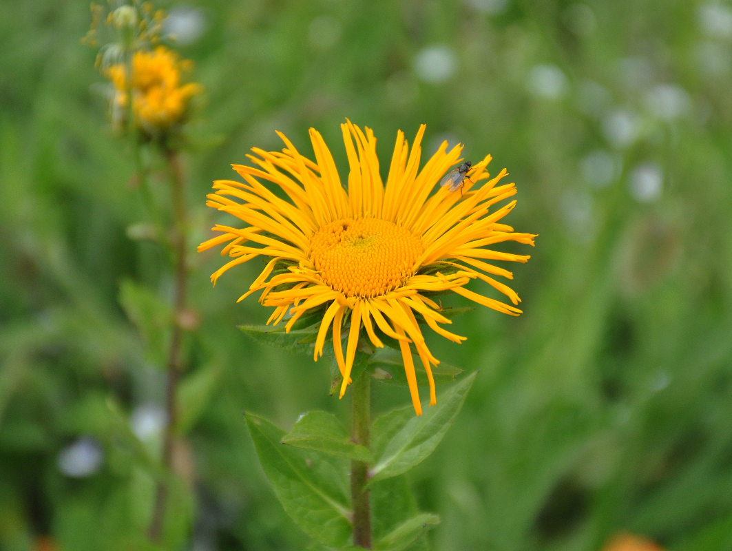 Изображение особи Inula grandiflora.