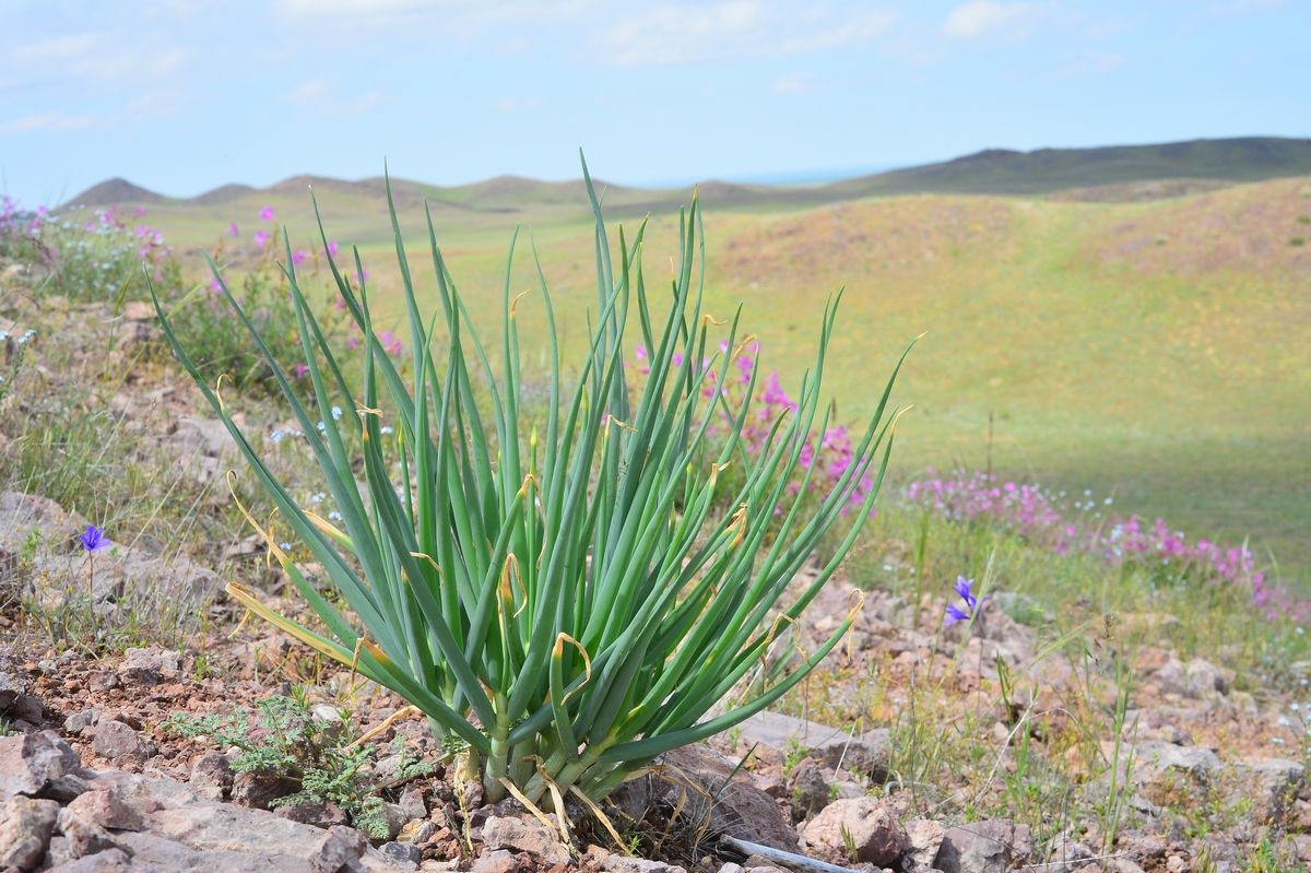 Изображение особи Allium galanthum.